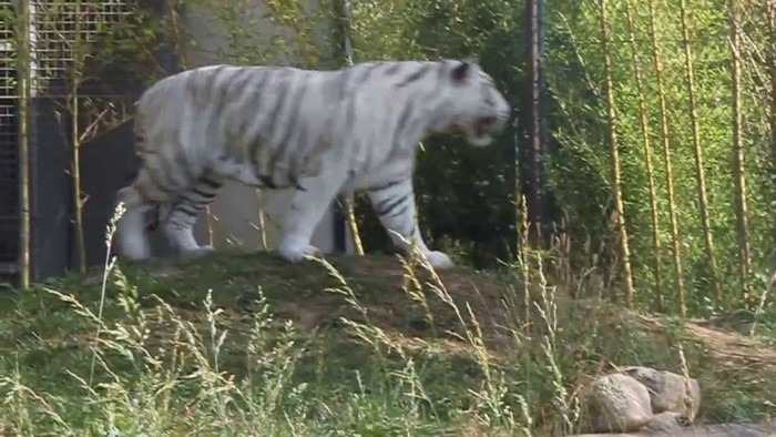 The Caretaker And The White Tiger Reunite After Five Whole Years – See 