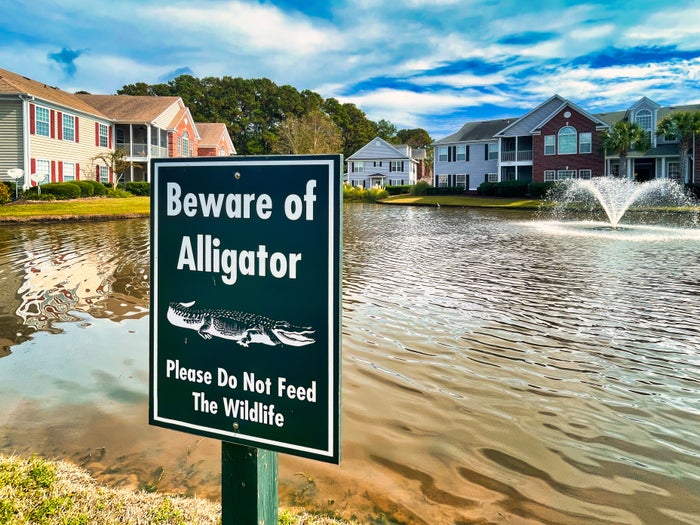 Warning sign near a pond reads &quot;Beware of Alligator, Please Do Not Feed The Wildlife.&quot; Background shows residential homes and a water fountain in the pond